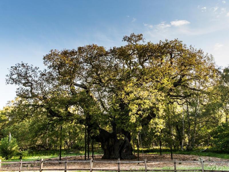 Um passeio por  Nottingham: o berço de Robin&nbsp;Hood